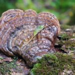 Houba reishi, zdroj Unsplash