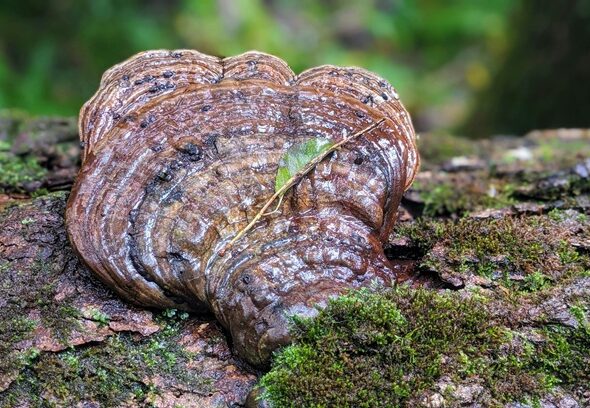 Houba reishi, zdroj Unsplash