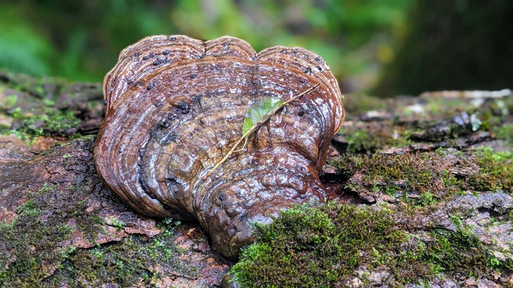 Houba reishi, zdroj Unsplash