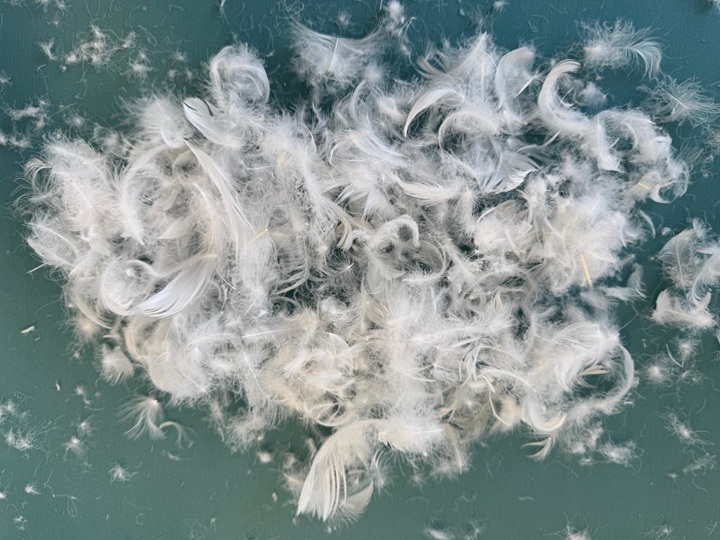 Peří do polštáře, zdroj Brotex