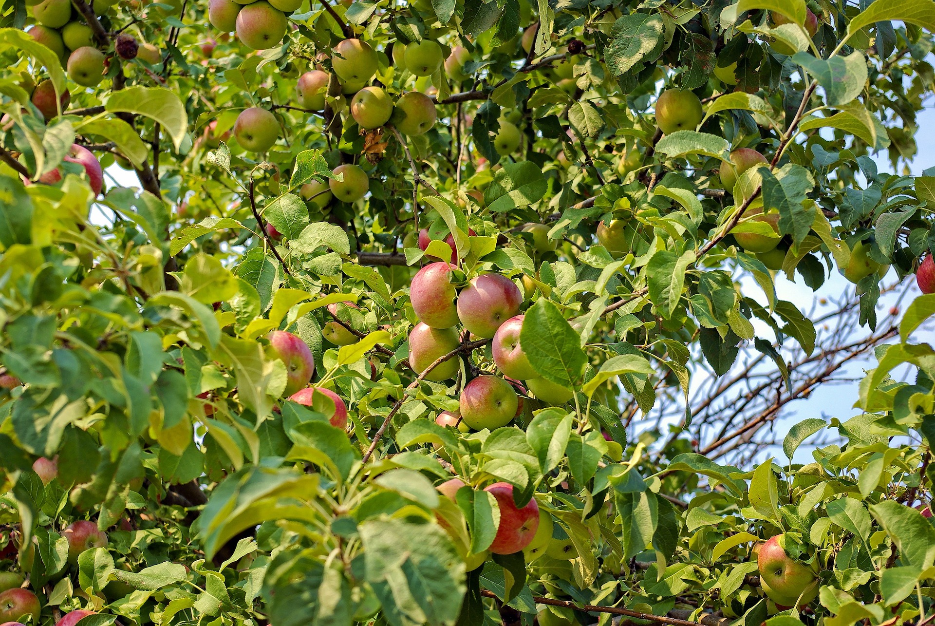 apples-in-montana-3916488_1920
