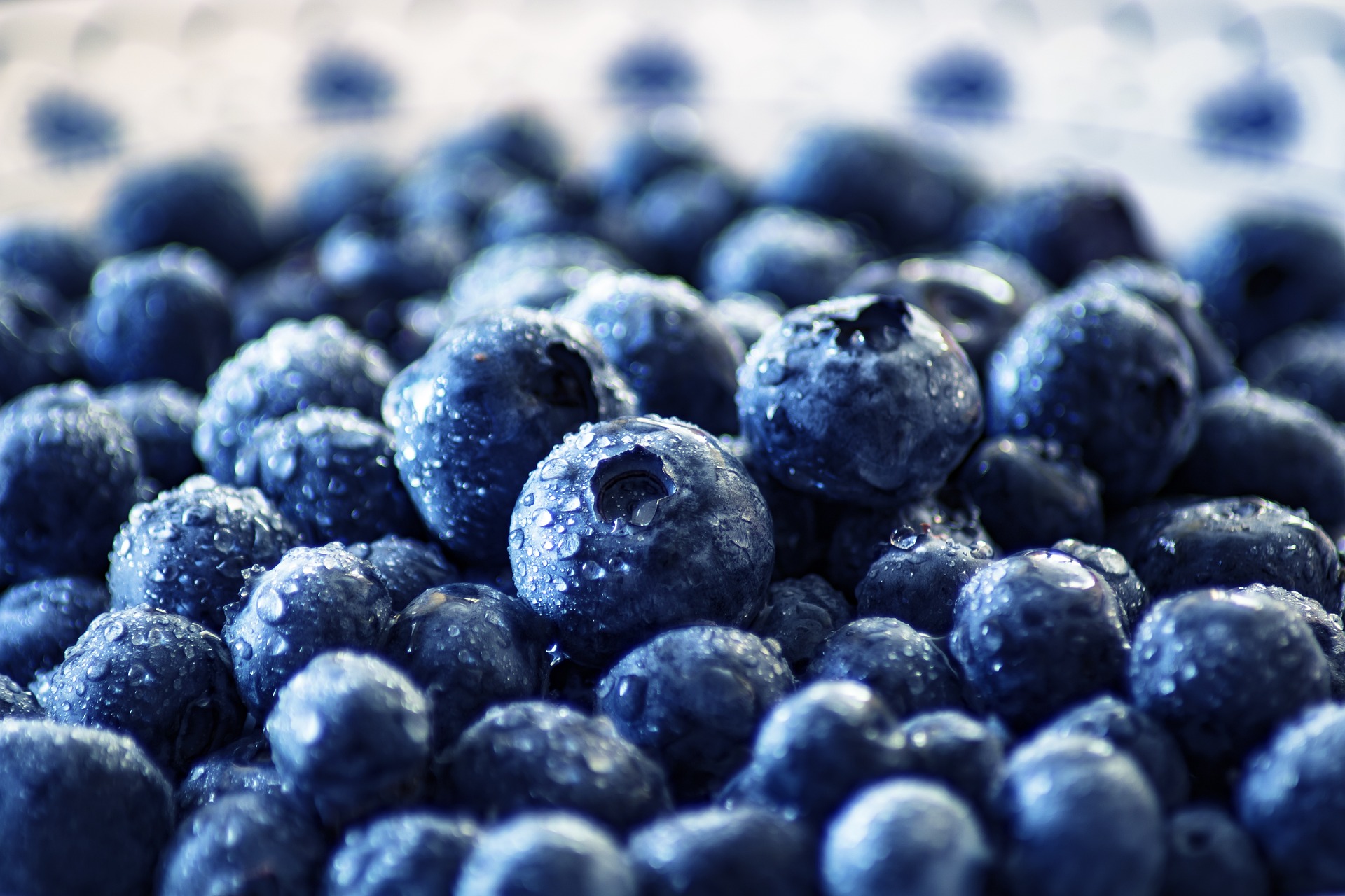 blueberries-3460423_1920