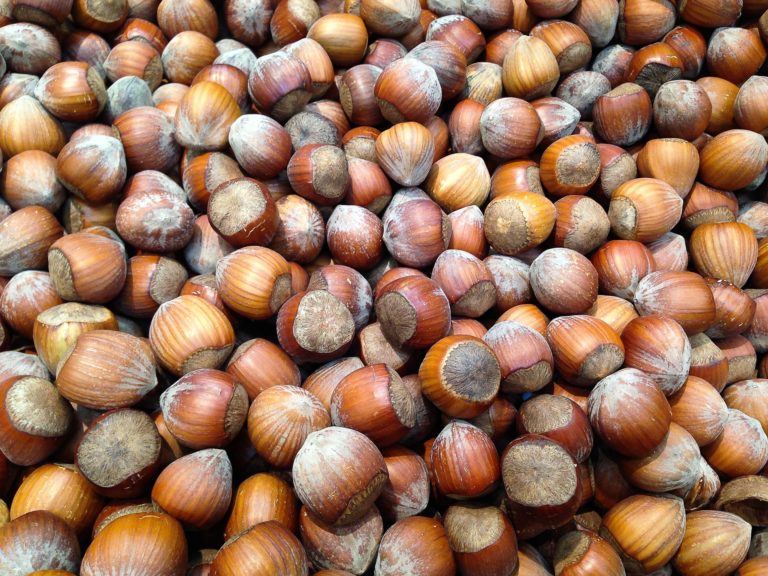 hazelnuts-1067577_1920