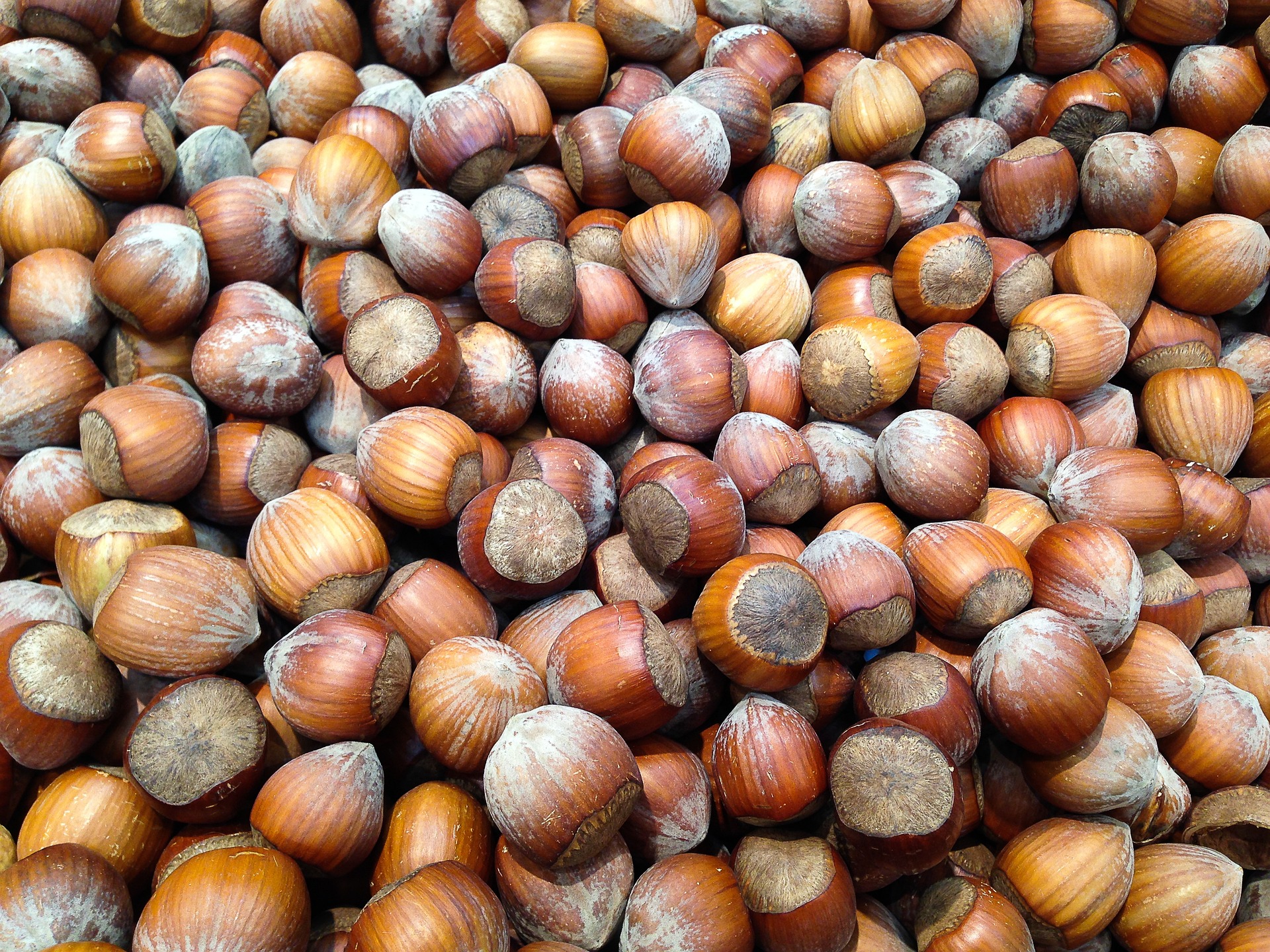 hazelnuts-1067577_1920