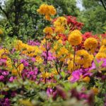 rododendron