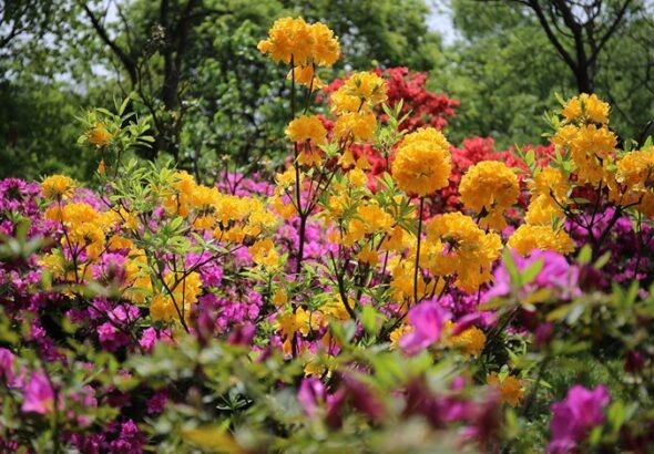 rododendron