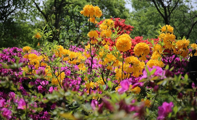rododendron